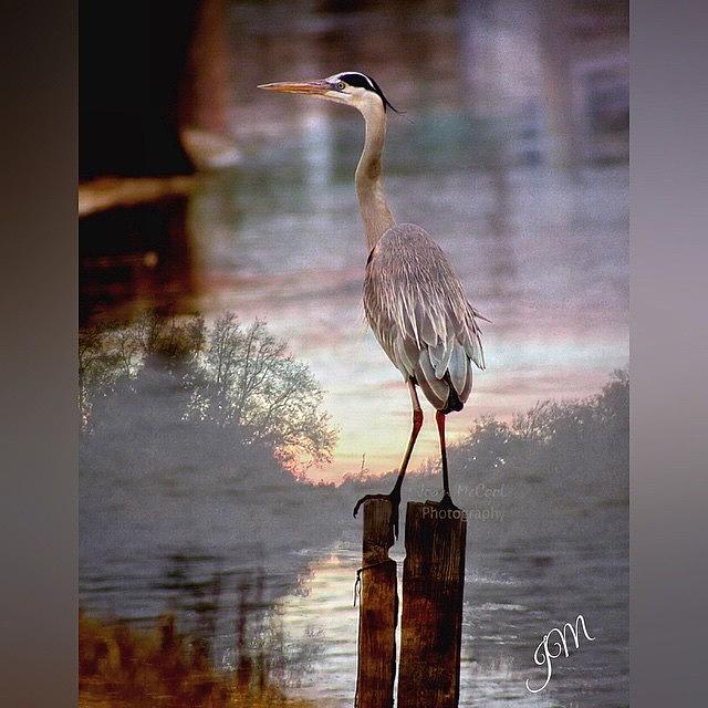 Heron Photograph - #enlight #heron #sunset #bayou by Joan McCool