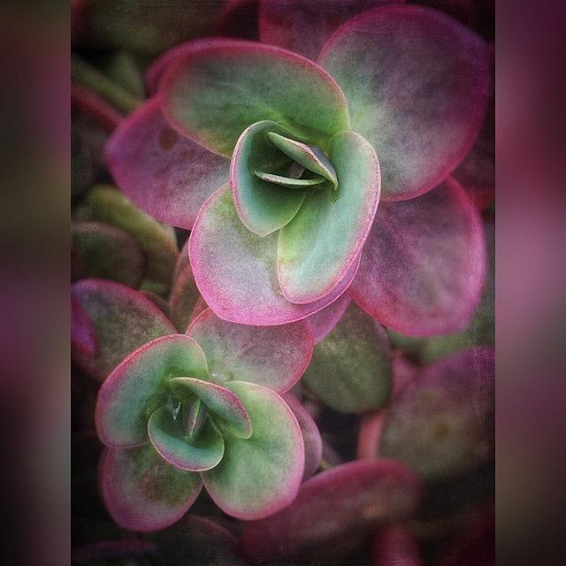 Plant Photograph - #enlight #snapseed #stackables #plant by Joan McCool
