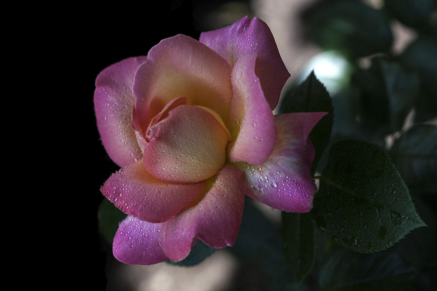 Rose Photograph - Enlightened by Doug Norkum