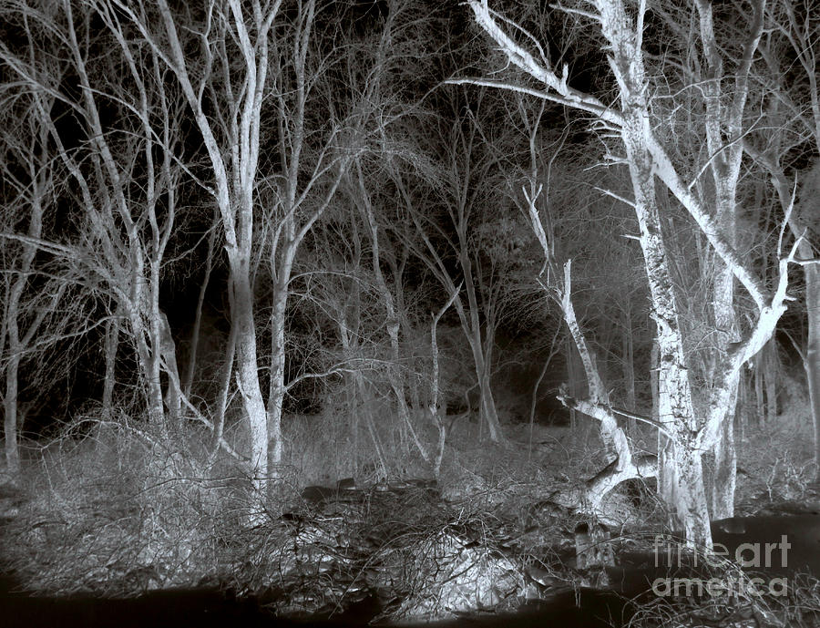 Forest Ghosts Photograph
