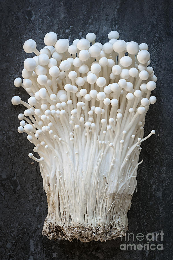 Enoki mushrooms Photograph by Elena Elisseeva
