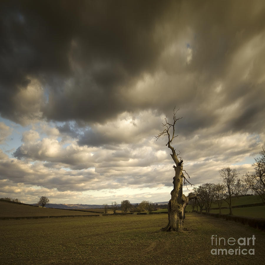 Ent Photograph - Ent by Angel Ciesniarska Ent Photograph - Ent by Angel Ciesniarska