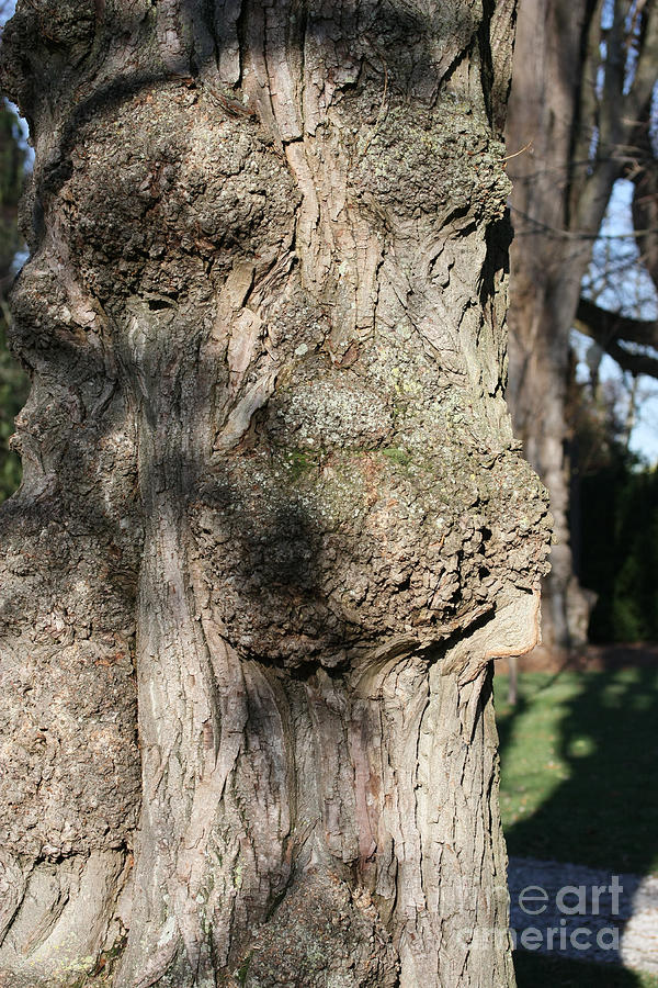 Trees Photograph - Ent Face by James E Weaver Trees Photograph - Ent Face by James E Weaver