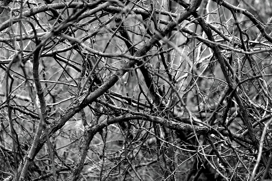 Entanglements 2 BW Photograph by Mary Bedy