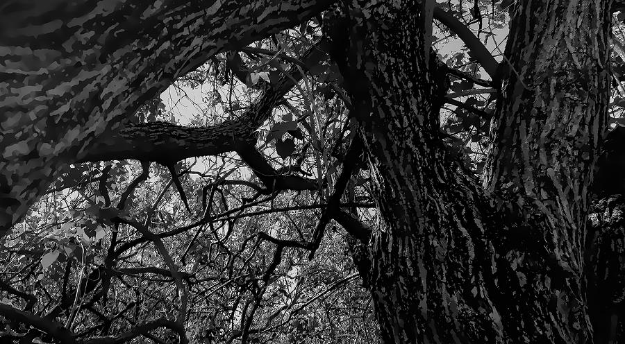 Enter The Woods In Black And White By Kristalin Davis Photograph