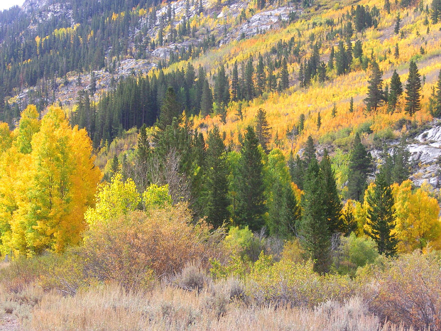 Entering Fall Photograph by Marilyn Diaz | Fine Art America