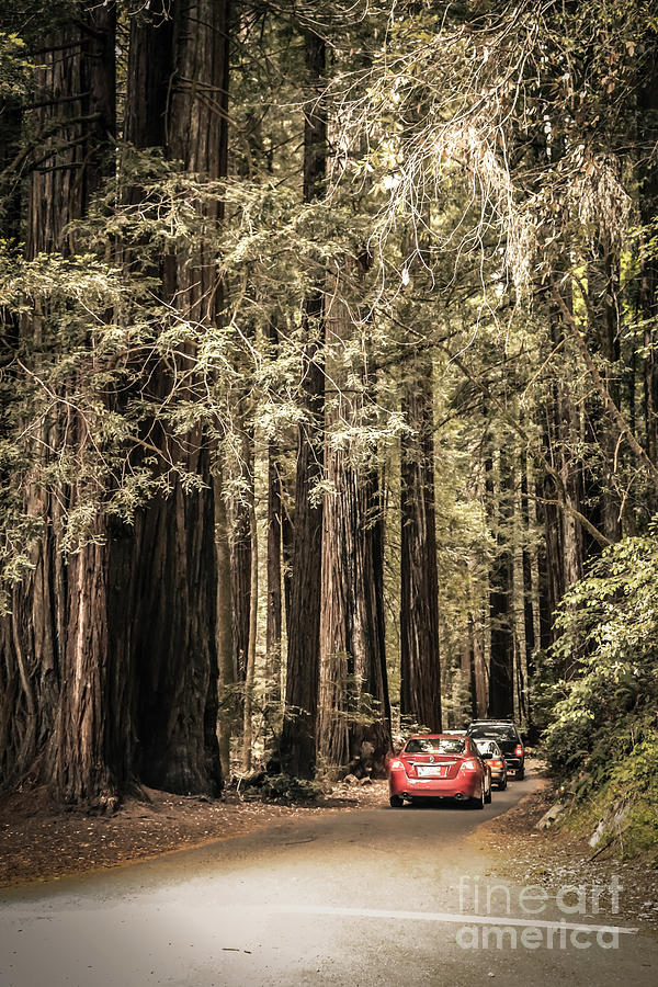 Entering the Redwoods National Park Photograph by Claudia M Photography