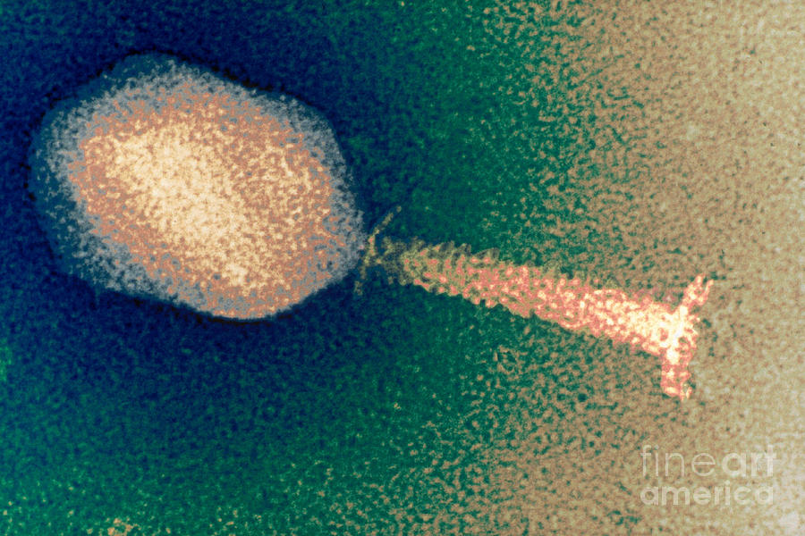 Medical Photograph - Enterobacteria Phage T4 Tem by Scimat