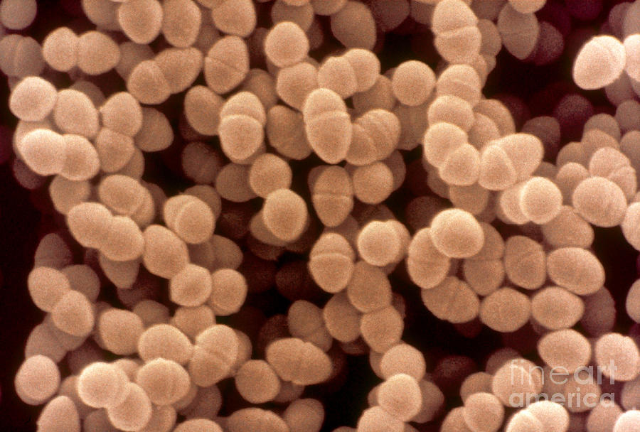 Enterococcus Faecium, Sem Photograph by Scimat