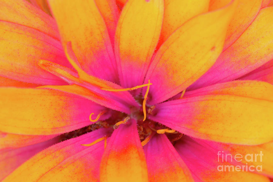 Bloom Photograph - Enticed by Steven Dillon Bloom Photograph - Enticed by Steven Dillon