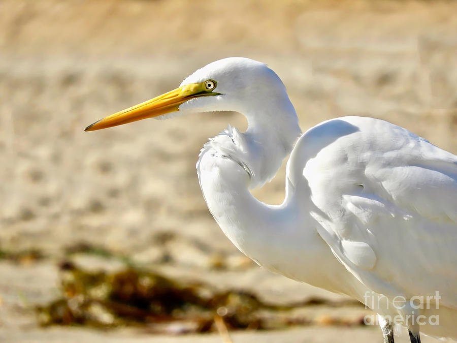 Entrancing Egret Photograph by Beth Myer Photography