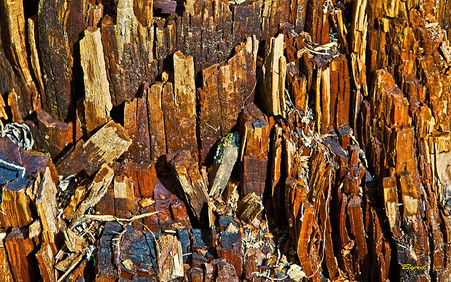Entropy of Cedar Photograph by Christopher Byrd