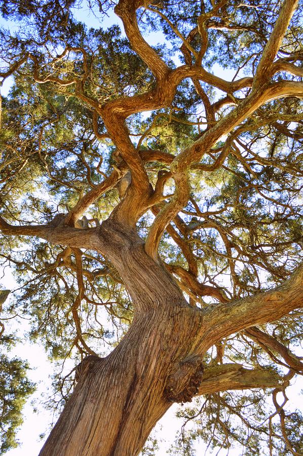 Entwined Cedar Photograph by Linda Covino - Fine Art America