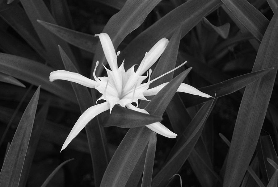Entwined Lily Photograph by Terence Davis
