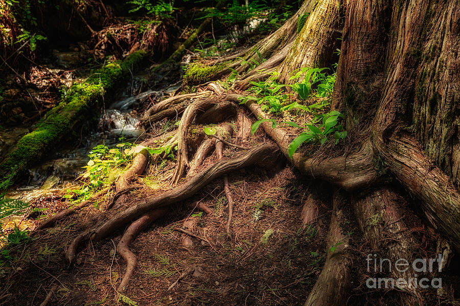 Tree Photograph - Entwined Roots by Jamie Tipton