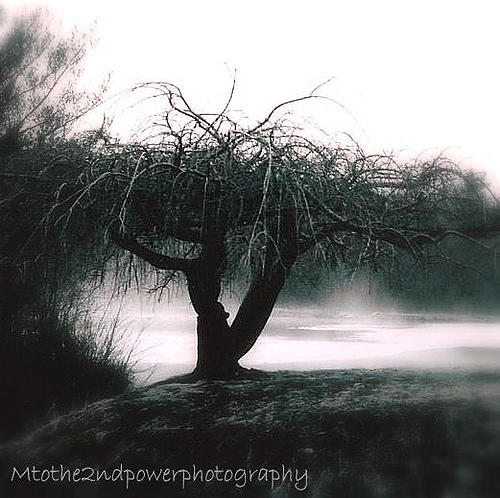 Black And White Photograph - Enveloped in Silence by Megen McAuliffe