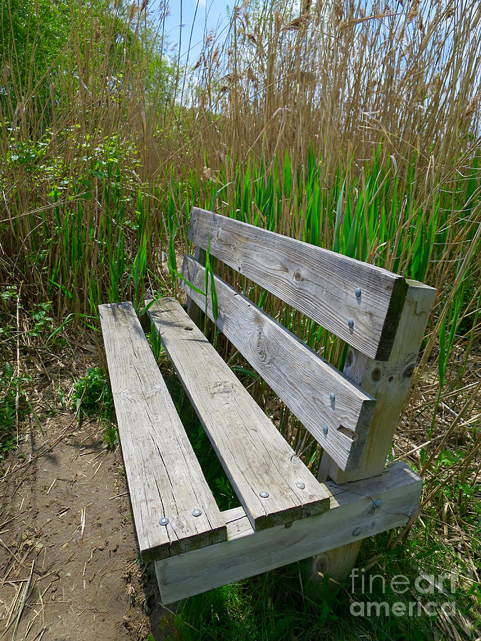 Environmentally Friendly Seating Photograph by Ann Horn