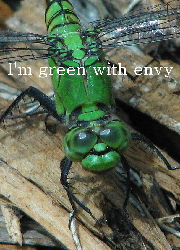 Envy Photograph by T Guy Spencer