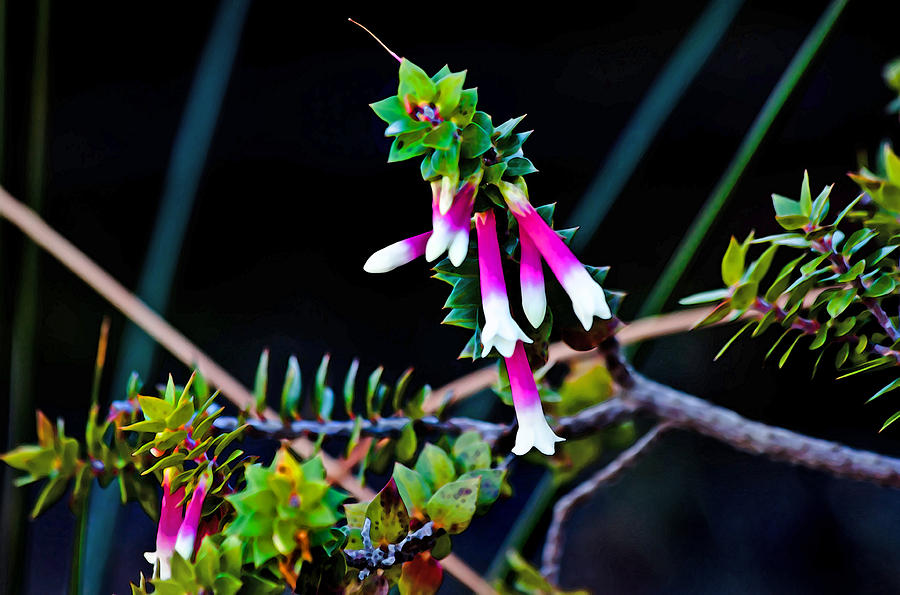 Australian Photograph - Epacris Longiflora by Miroslava Jurcik