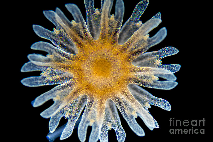 Ephyra Of A. Aurita Jellyfish, Lm Photograph by Rubn Duro/BioMEDIA ASSOCIATES LLC