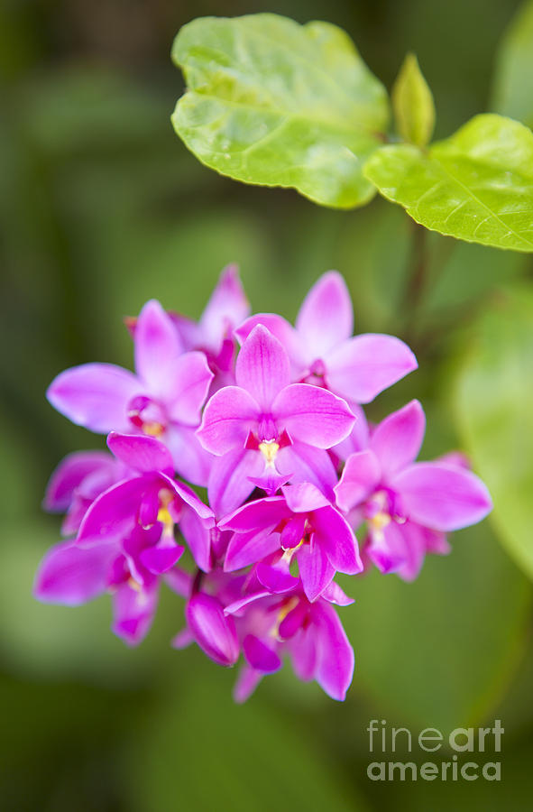 Epidendrum Orchid Photograph by Kyle Rothenborg - Printscapes