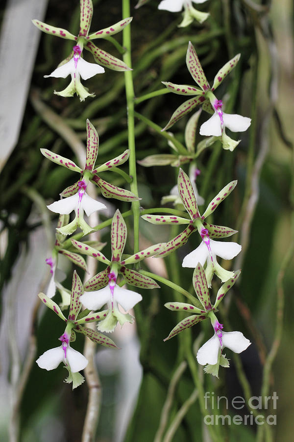 Epidendrum Stamfordianum Orchid Photograph by Judy Whitton