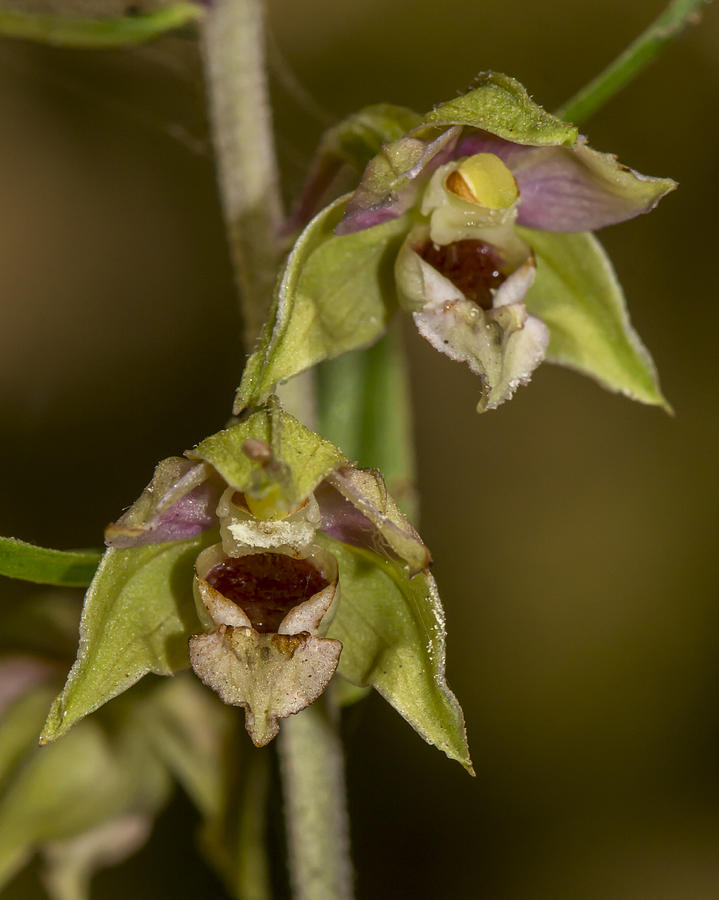 Orchid Photograph - Epipactis helleborine Orchid by Bruce Frye