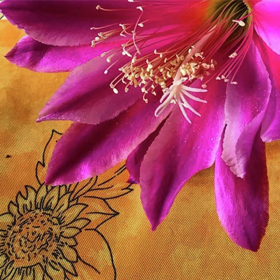 Flowers Still Life Photograph - Epiphyllum ✨ #flower #gerrisgarden by J Lopez
