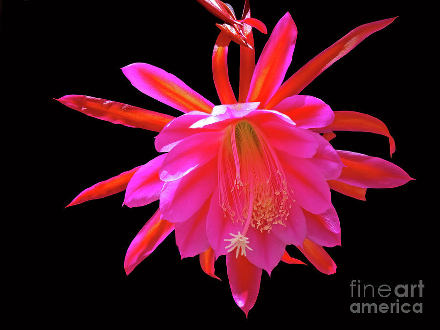 Epiphyllum Blooming Flower Photograph by Mariola Bitner