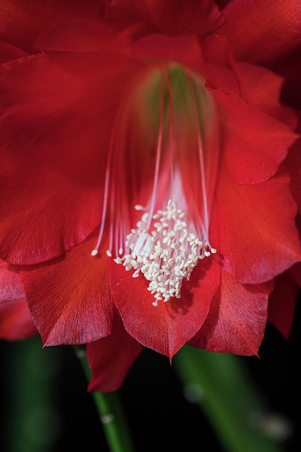 Epiphyllum Cactus Flower Photograph by Robert Potts