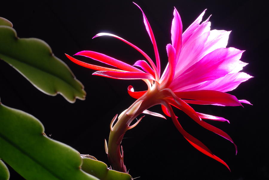 Epiphyllum Photograph by Dung Ma