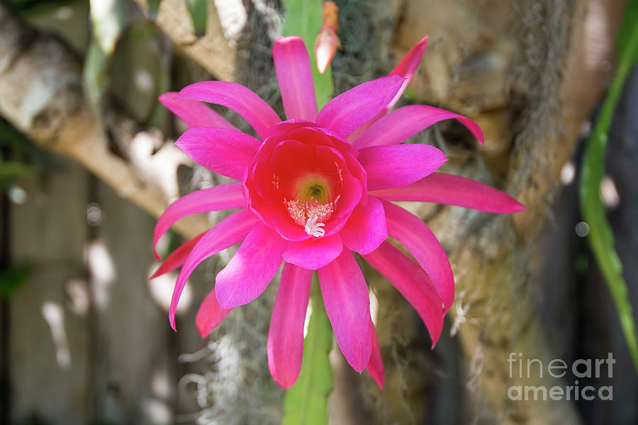 Epiphyllum Photograph by Baywest Imaging