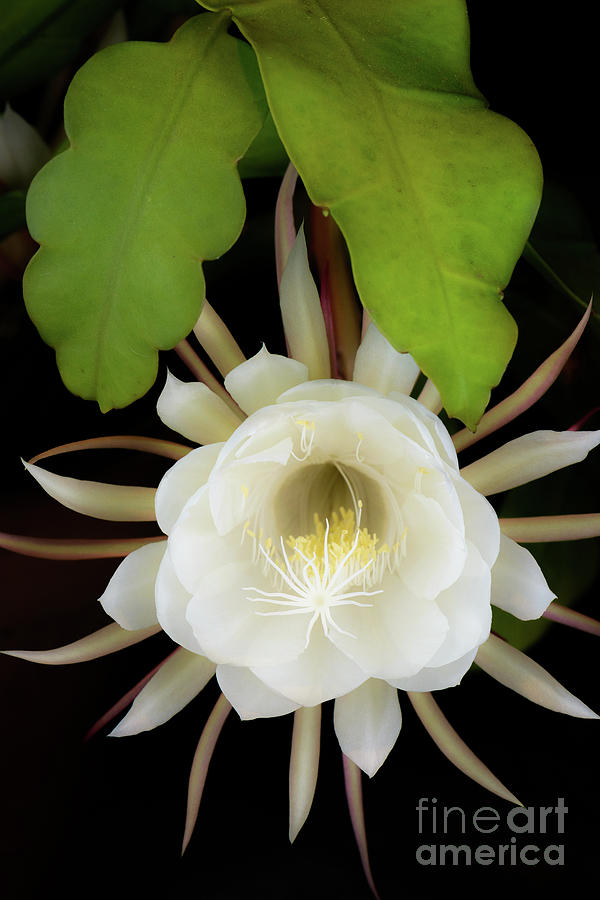 Epiphyllum oxypetalum flower Photograph by Alexander Kunz