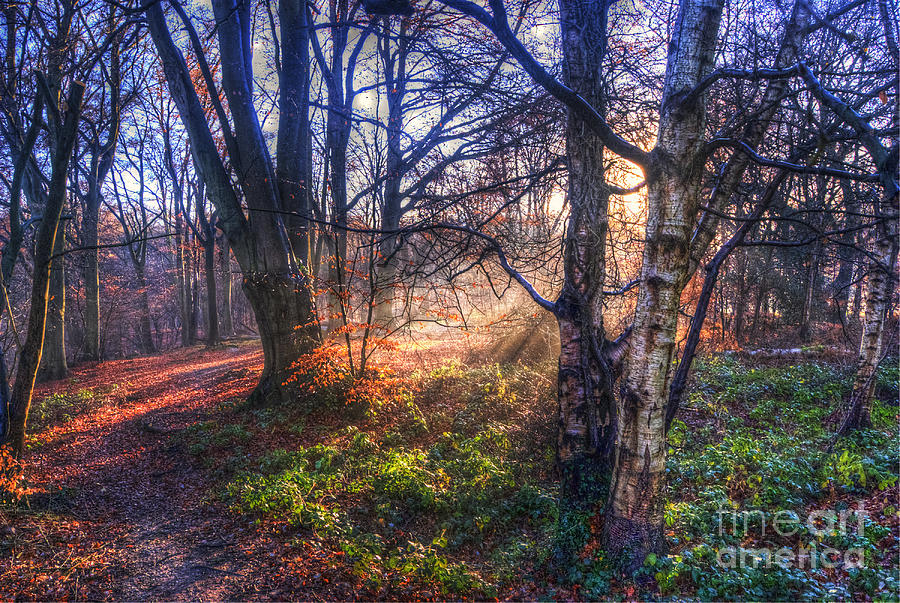 Epping Forest Autumn Sunlight Digital Art by Nigel Bangert Fine Art