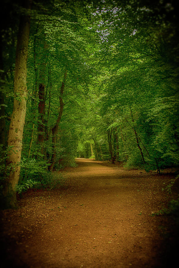 Epping Forest Walk Photograph by David French