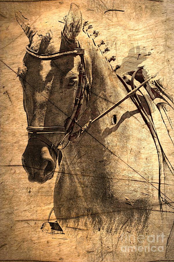 Horse Photograph - Equestrian by Clare Bevan