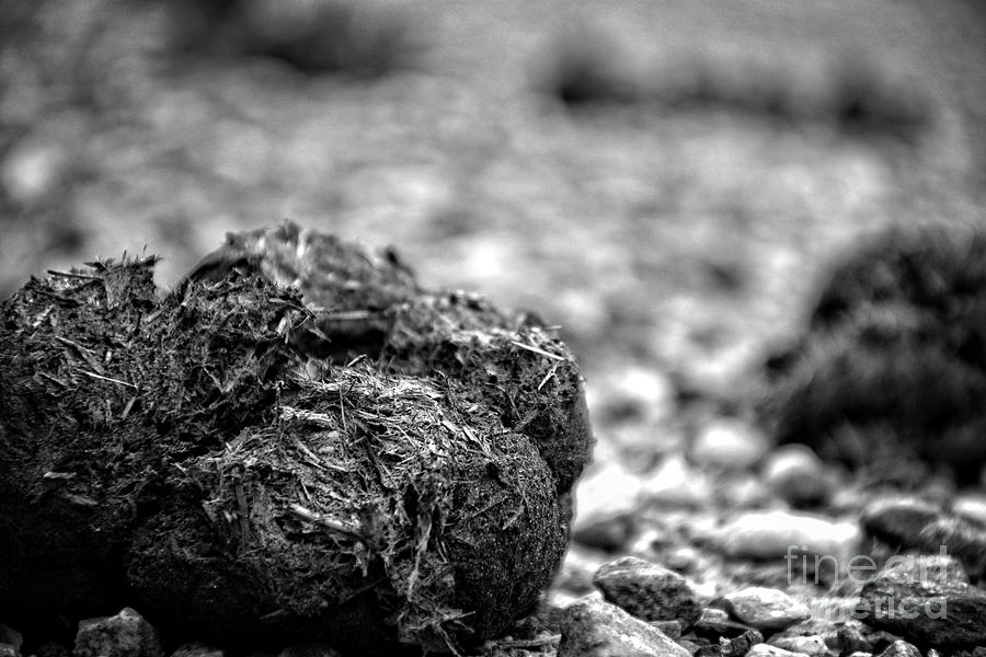 Equestrian Dung Photograph by FineArtRoyal Joshua Mimbs