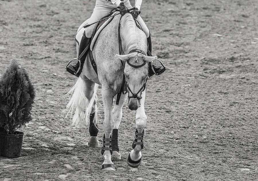 Equestrian Graceful Gray Photograph