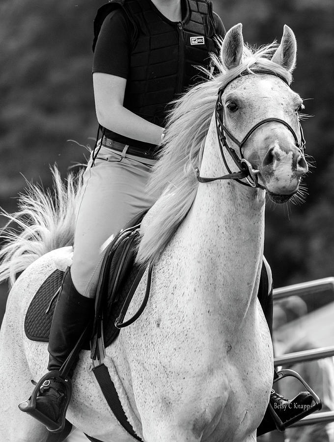 Sports Photograph - Equestrian Grey Arabian  by Betsy Knapp