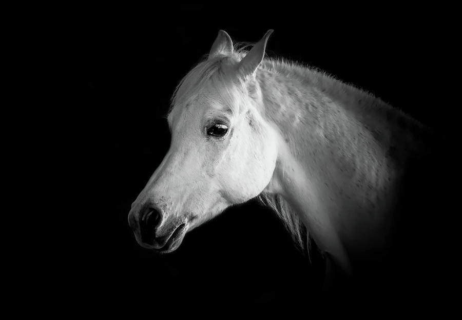 Equestrian Shadow Photograph by Athena Mckinzie