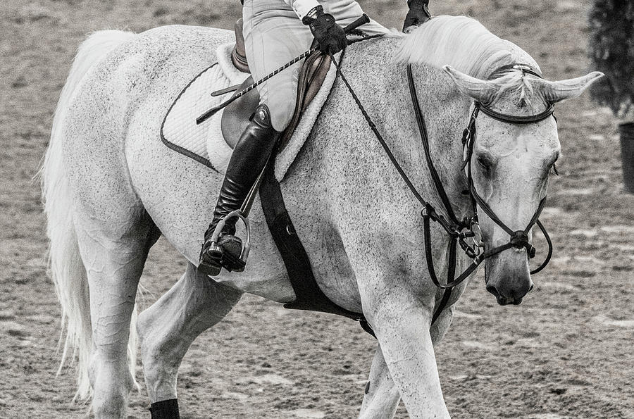 Equestrian The Beautiful Gray Photograph