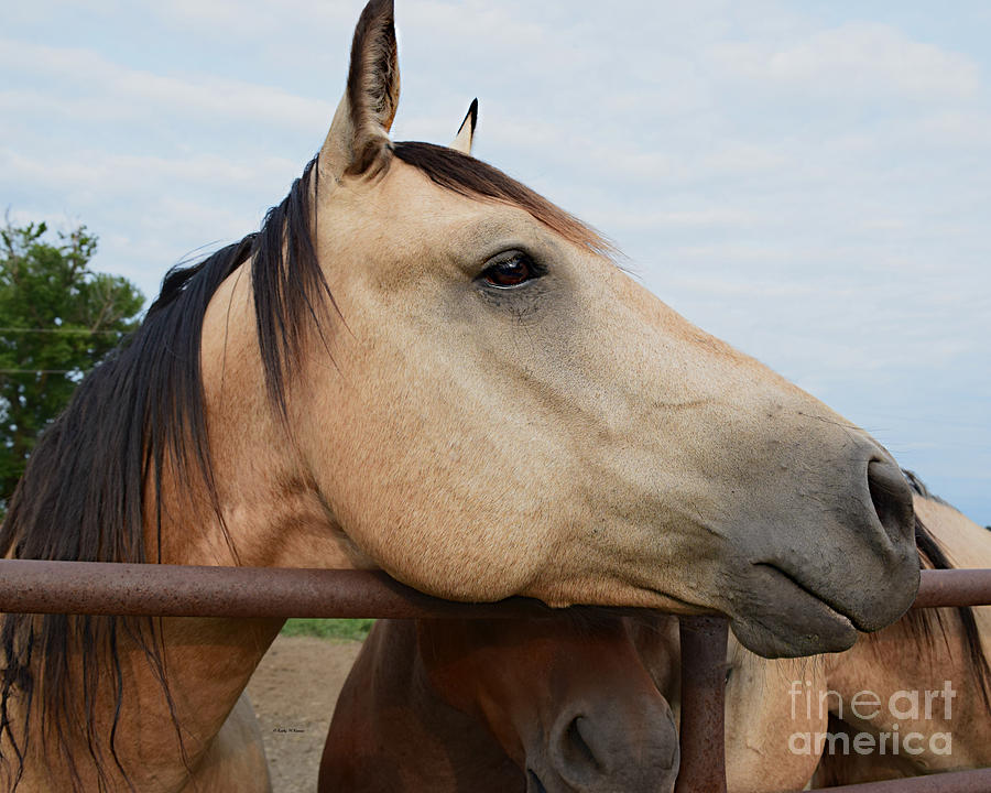 Equine Dreaming Photograph by Kathy M Krause