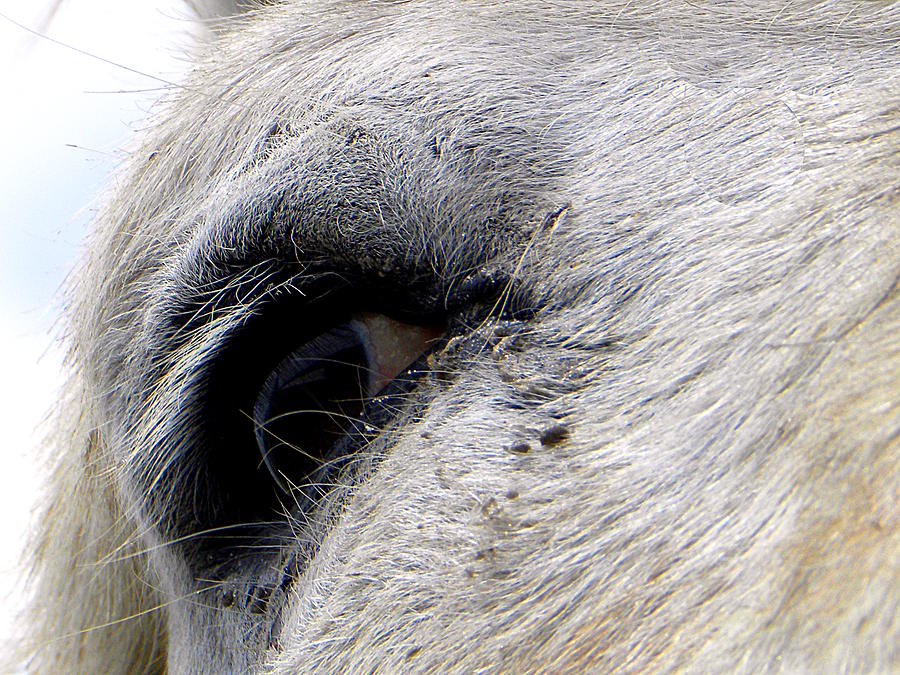 Equine Eye Photograph by Christopher Mercer