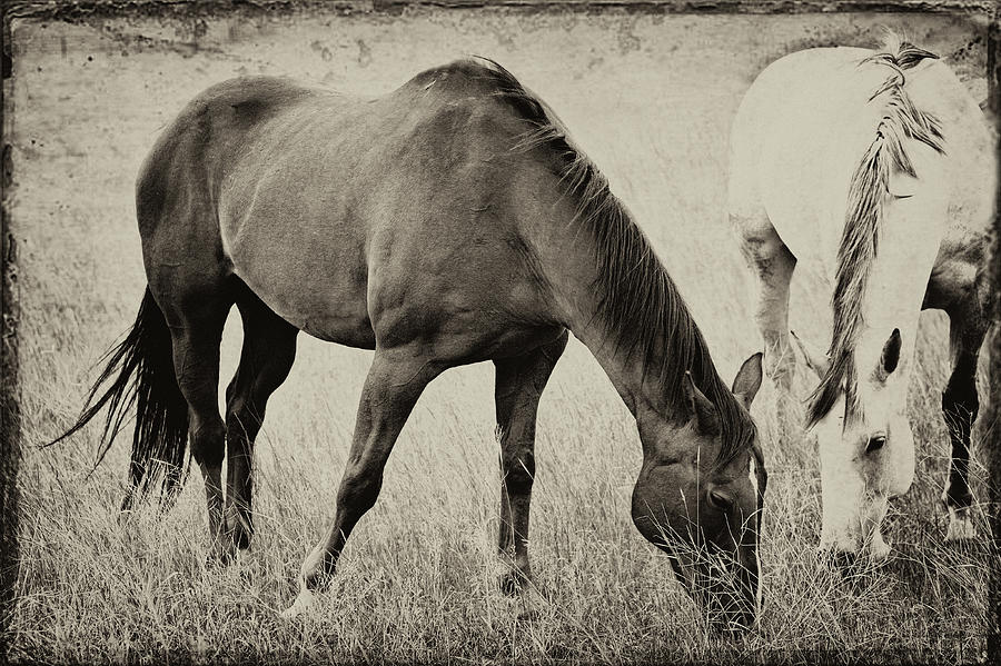Equine Friends Antiqued Photograph by Theresa Tahara