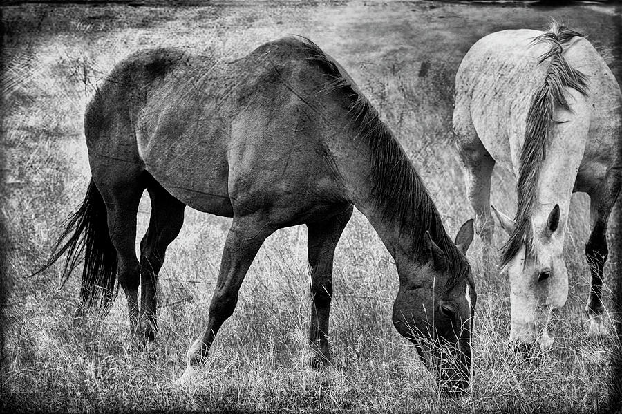 Equine Friends Black And White Photograph by Theresa Tahara