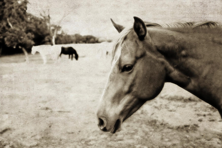 Horse Photograph - Equine Guardian by Toni Hopper