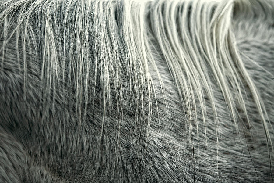 Equine Hair Photograph by Todd Klassy