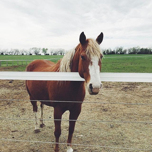 2015 Photograph - Equine Instagram 365 103/365 #m4h365 by Trina Baker