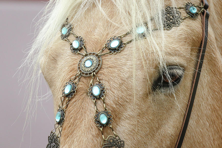 Equine Jewels Photograph by Athena Mckinzie
