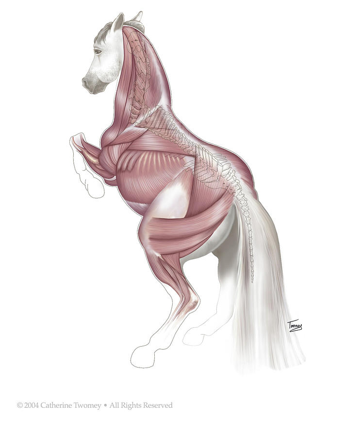 Equine Levade Drawing